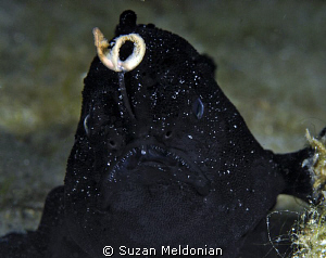 Black Frogfish by Suzan Meldonian 